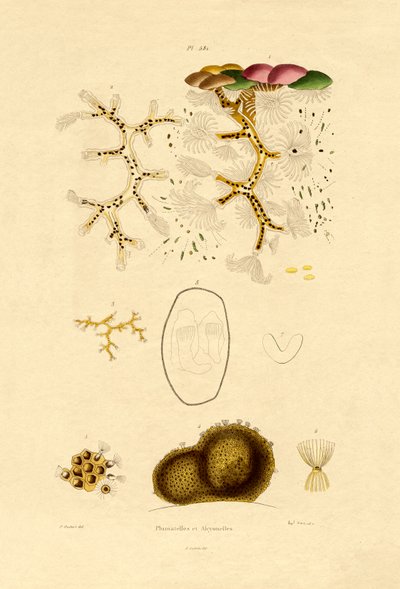 ポリープ、1833-39 作： French School